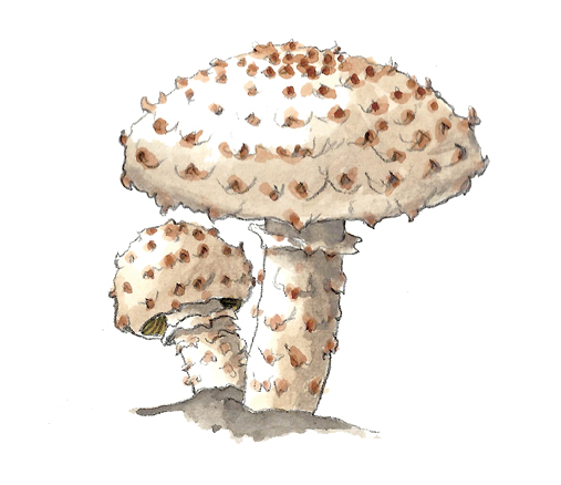 M_Pholiota_squarrosa.tif