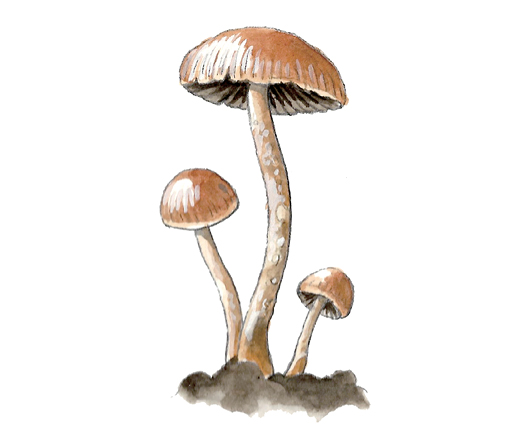 M_Psilocybe_coprophilia.tif