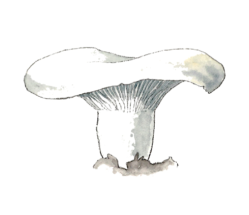 M_Russula_brevipes.tif