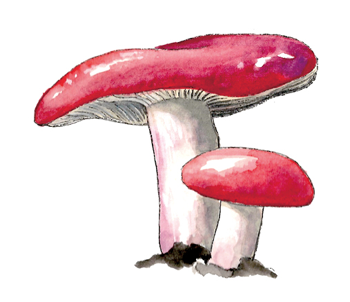 M_Russula_xerampelina.tif