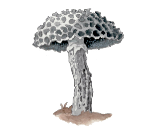 M_Strobilomyces_floccopus.tif