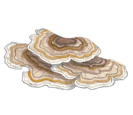 M_Trametes_versicolor.tif