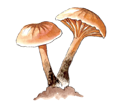 M_Xeromphalina_campanella.tif