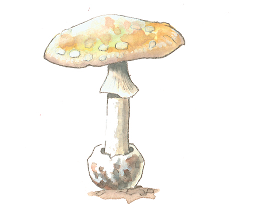 Mushrooms_Amanita_citrina.tif