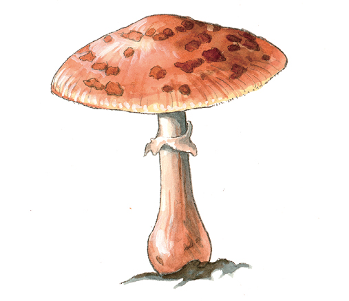 Mushrooms_Amanita_rubescens.tif