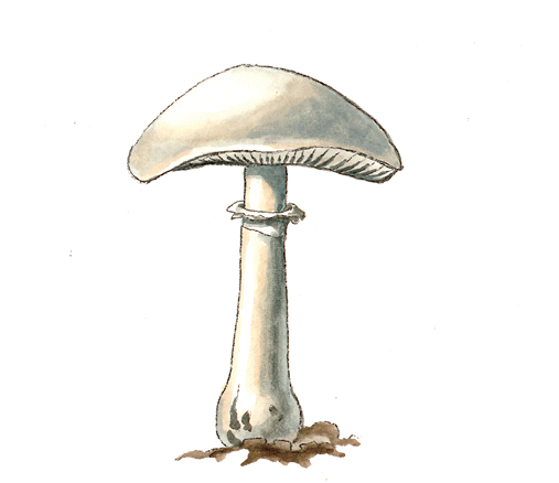 Mushrooms_Lepiota_naucina.tif