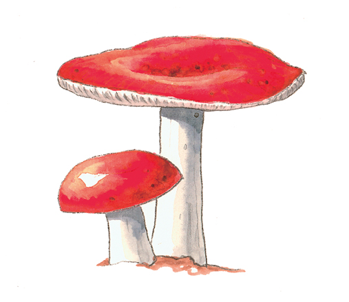 Mushrooms_Russula_emitica.tif