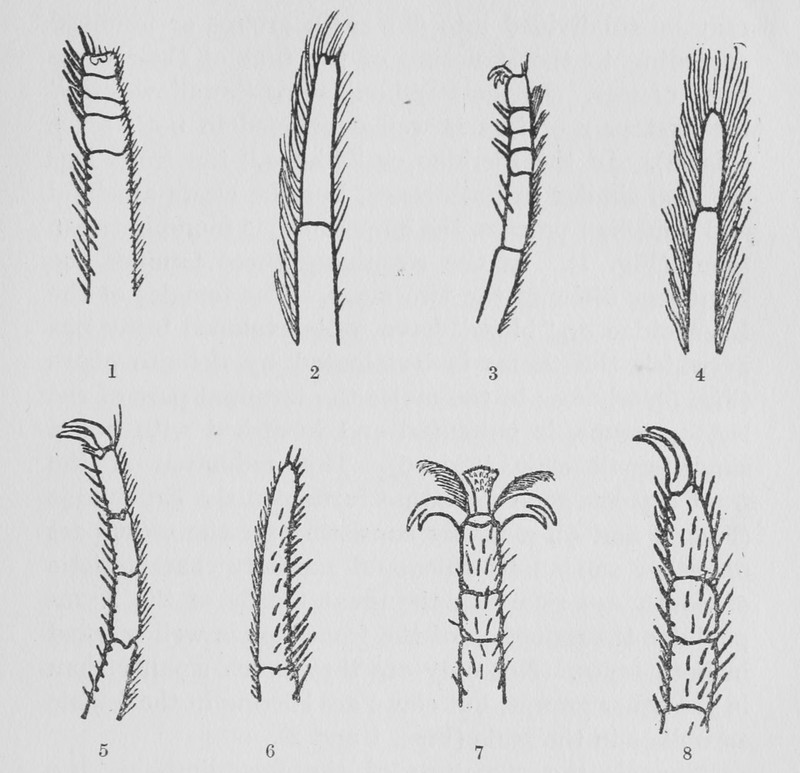 Front legs of butterflies