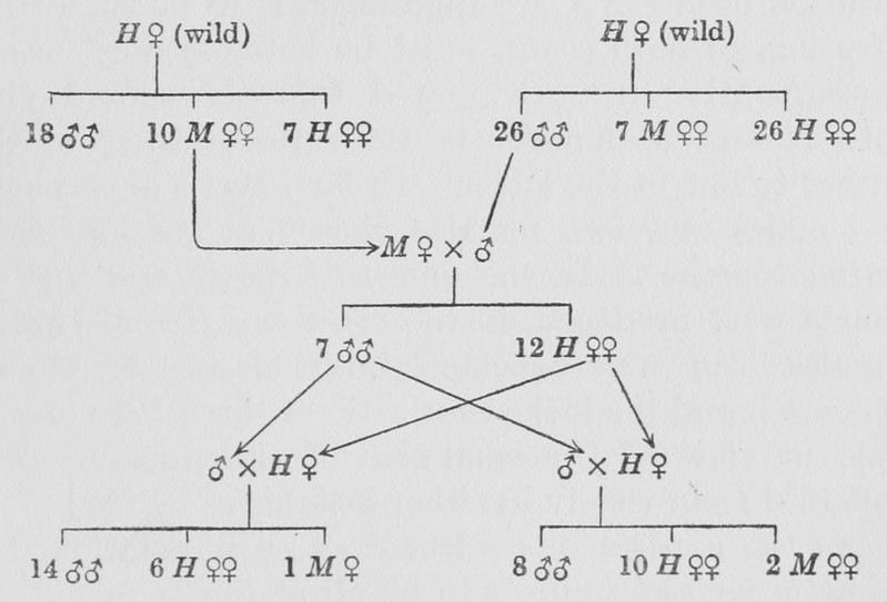 Inheritance in Papilio polytes