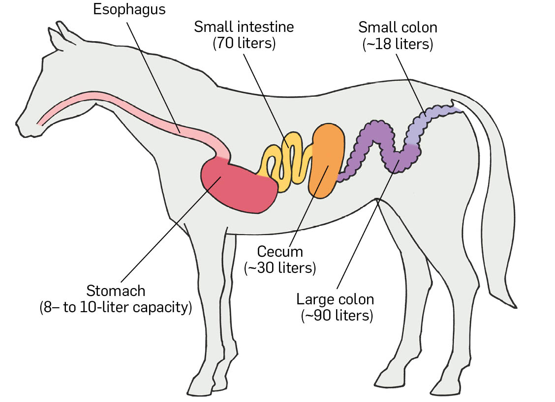 An illustration of a horse's esophagus, stomach, small intestine, cecum, large colon, and small colon.