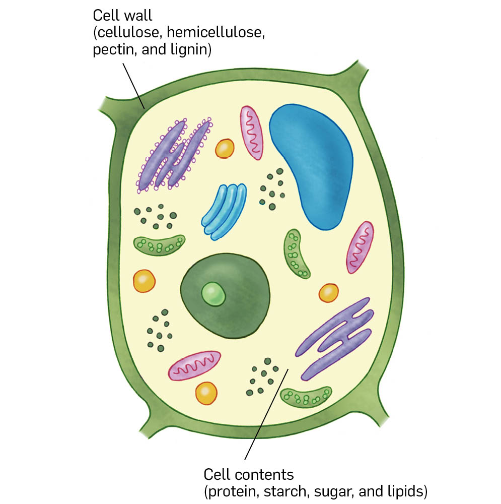 An illustration of a single plant cell, showing cellulose, hemicellulose, pectin, lignin, and protein, starch, sugar, and lipids.