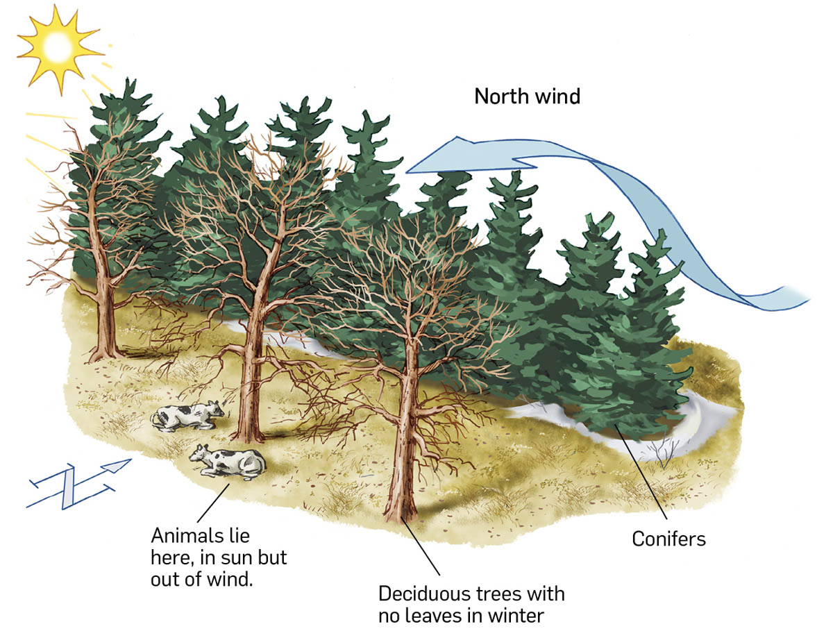 An illustration showing north wind, conifers, deciduous trees with no leaves in winter, and livestock in sun but out of wind.