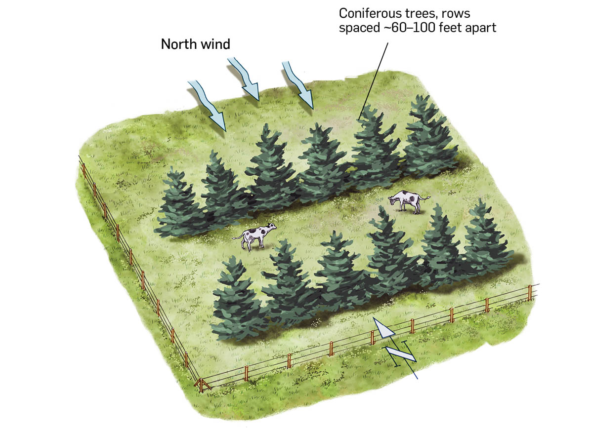 An illustration showing north wind with coniferous trees, rows space sixty to one hundred feet apart, with livestock behind windbreaks.