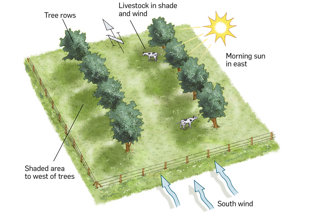 An illustration with livestock in shade and wind, with morning sun in east, south wind, and shaded area to west of trees.