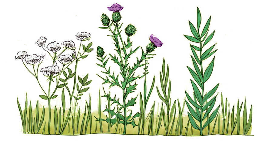 An illustration of various flowers in a pasture before grazing.