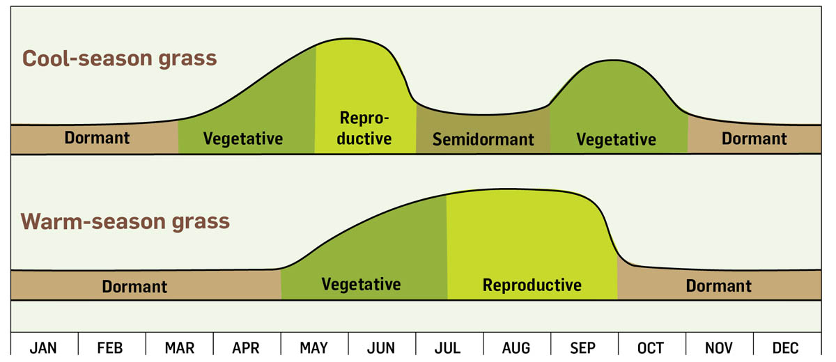 A graph of cool season grass and warm season grass, showing stages for dormant, vegetative, reproductive, and semidormant.