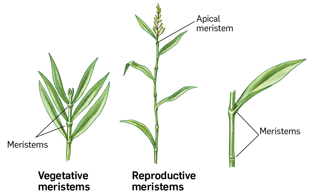 An illustration of the vegetative meristems and reproductive meristems.