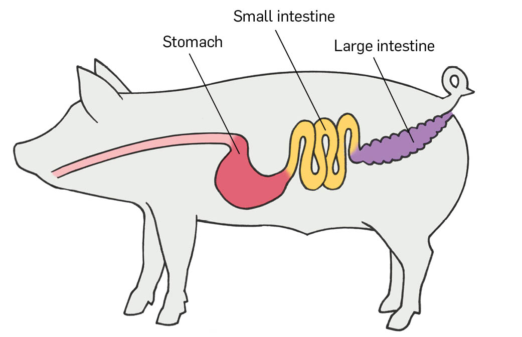 An illustration of a pig's stomach, small intestine, and large intestine.