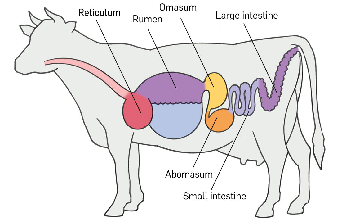 An illustration of a cow's reticulum, rumen, omasum, abomasum, small intestine, and large intestine.