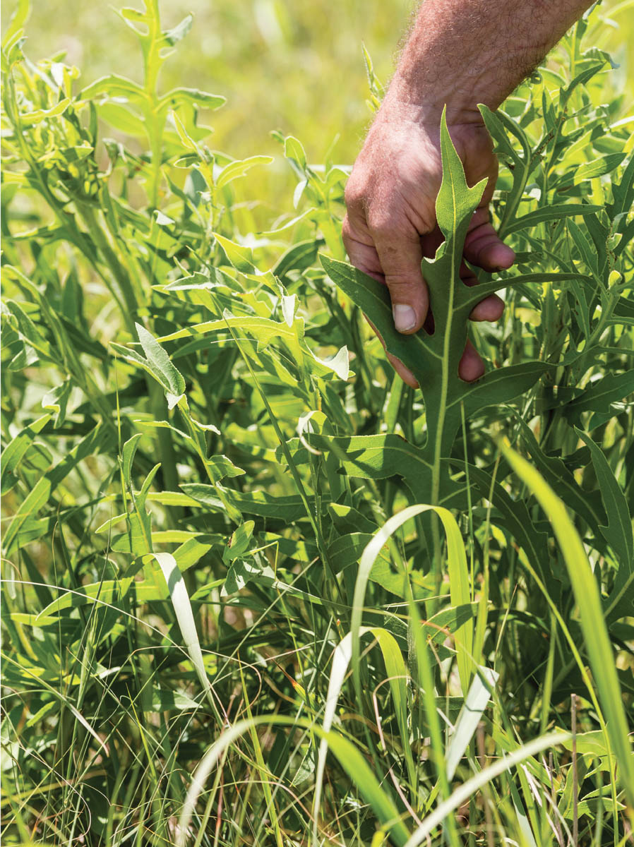 A farmer inspecting what plants are growing in his pasture.