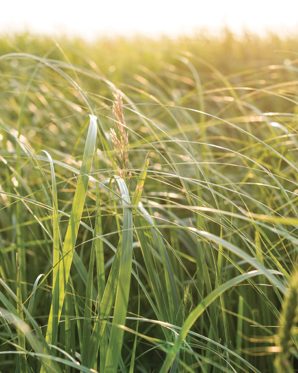 A healthy pasture of grass.