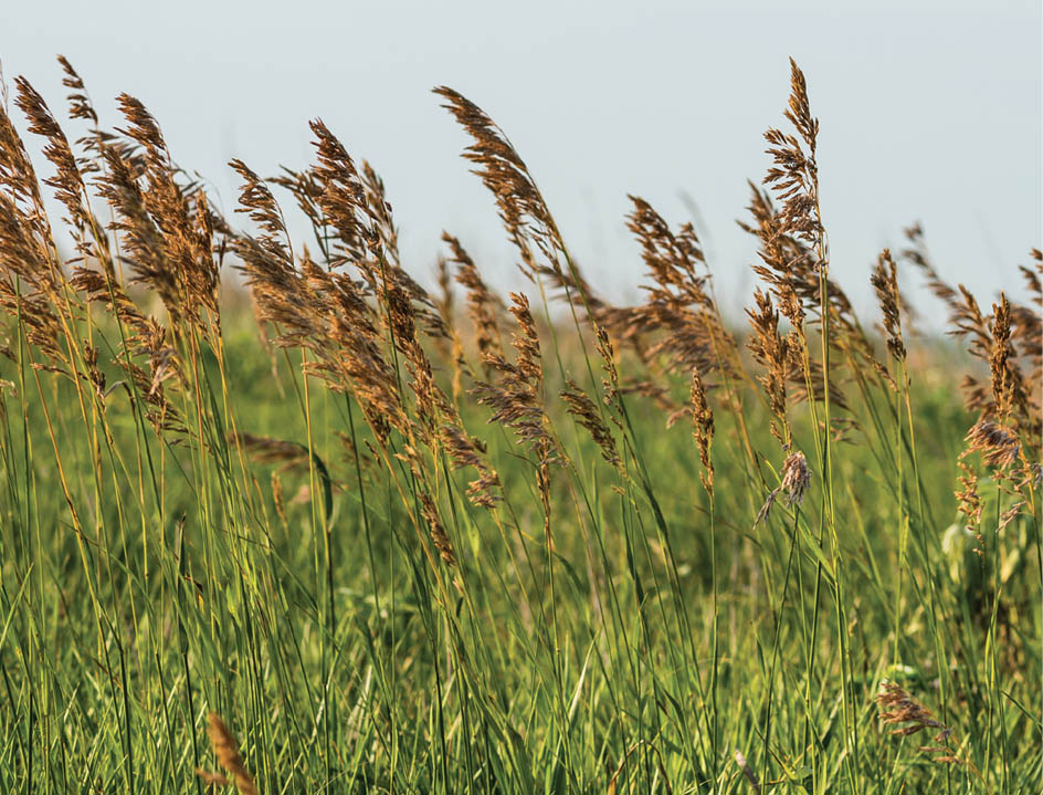 Mature grass in a pasture.