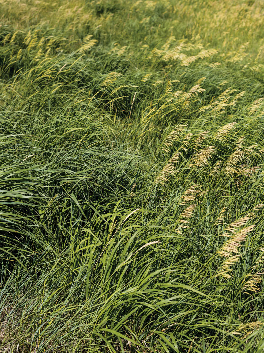 A field of lush grass.