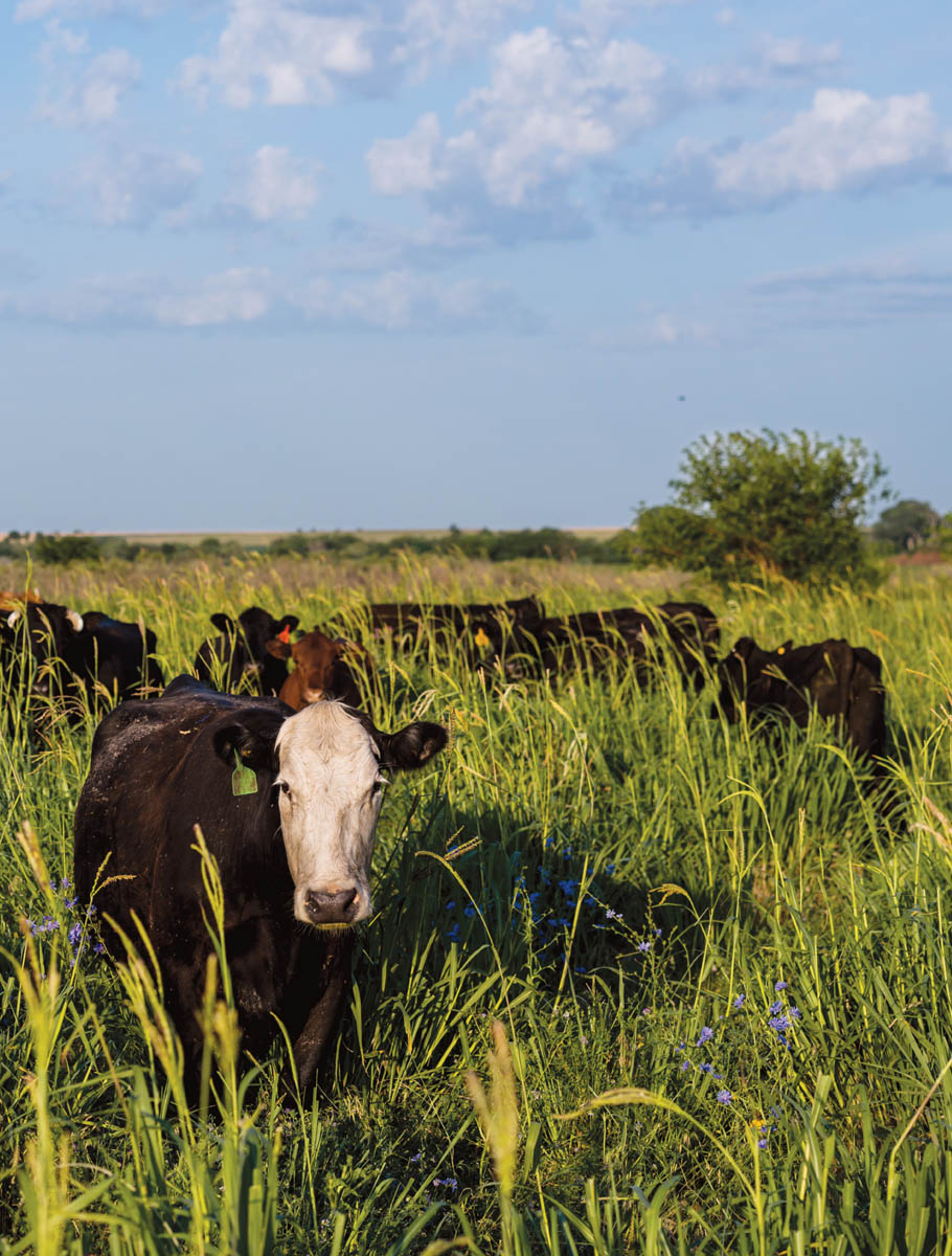 A cow in a healthy pasture.