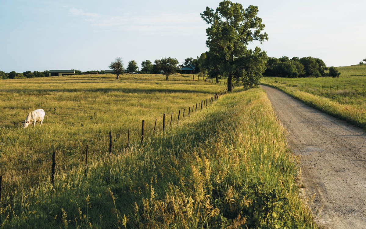 A fence and a dirt road run through a large pasture.