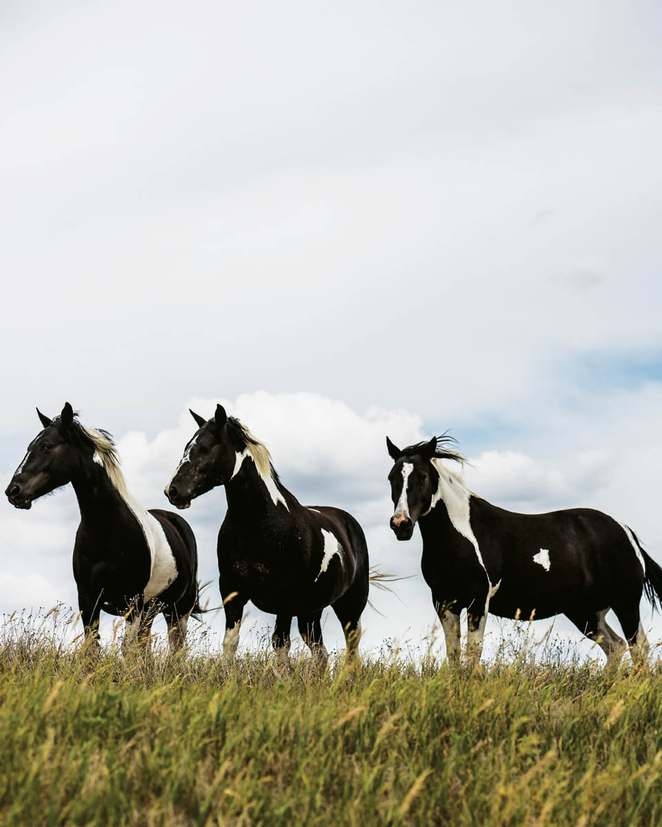 A trio of horses in a pasture.