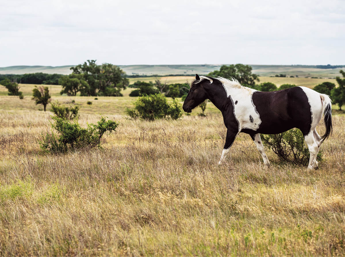 A horse in a field.