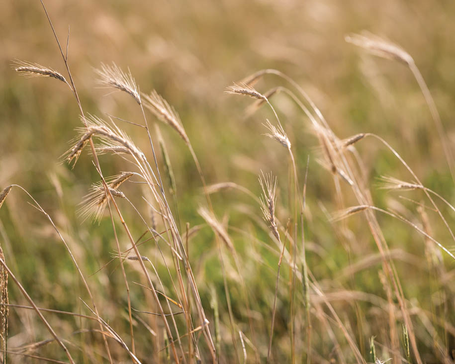 Mature rye in a pasture.