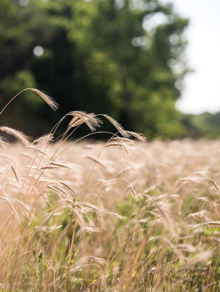 Mature grass in a pasture.