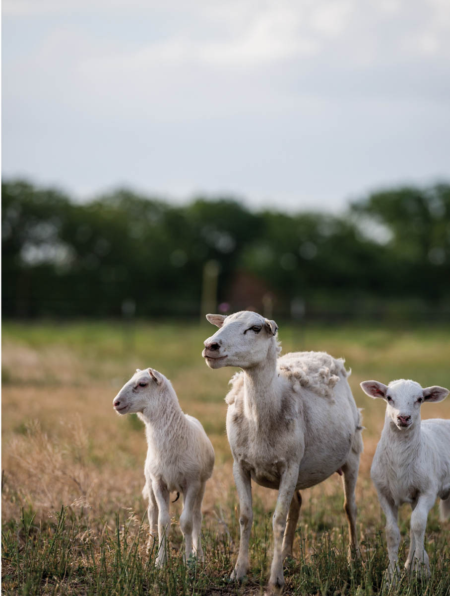 A mother sheep and her lambs in a pasture.