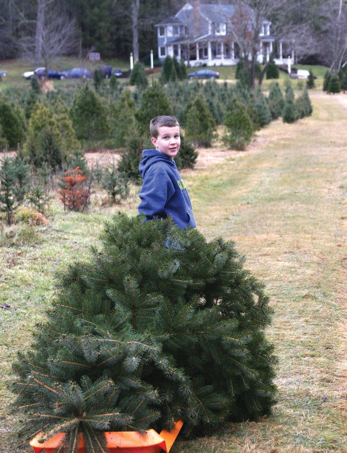 Photo of boy pulling Christmas tree.