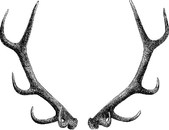 Deer antlers