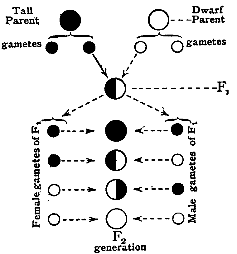 Fig. 1. Scheme of inheritance for cross of tall and dwarf peas.