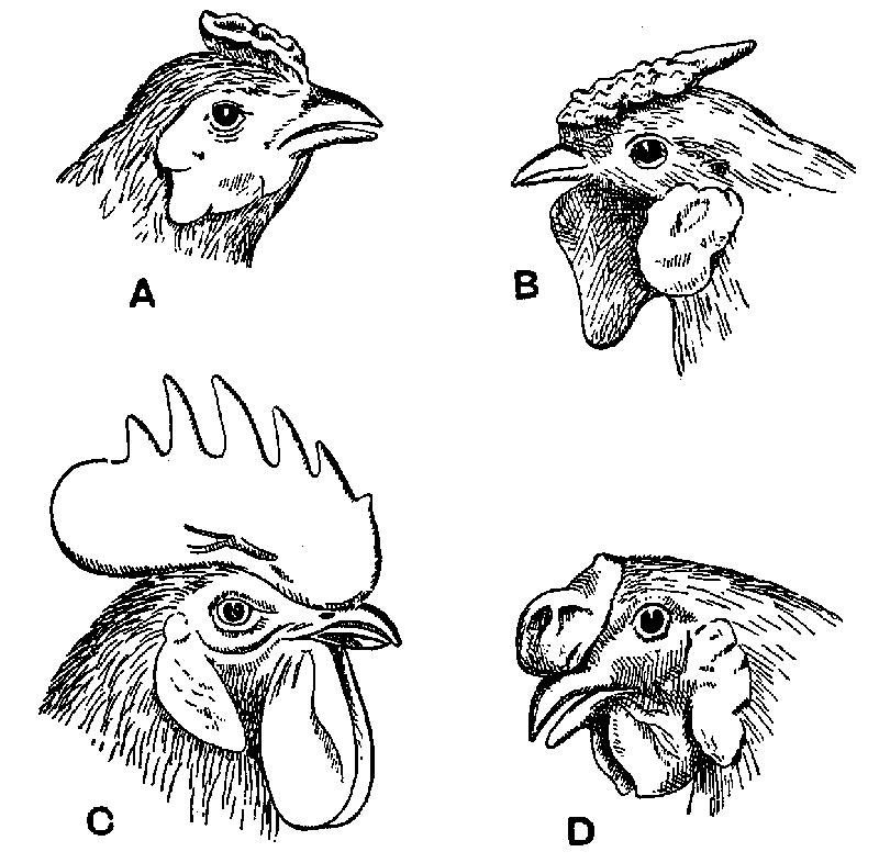 Fig. 4. Fowls' combs.