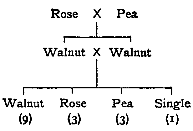 Generations of Rose × Pea cross.