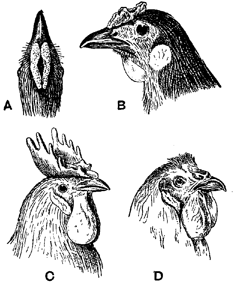 Fig. 6. Fowls' combs, rose and Breda.