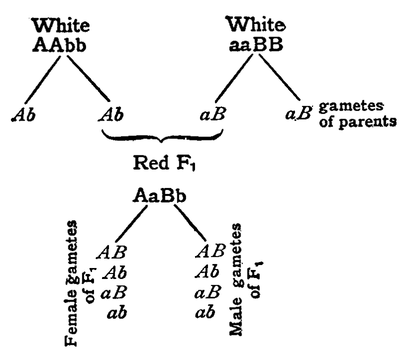 Factors in red and white sweet peas.