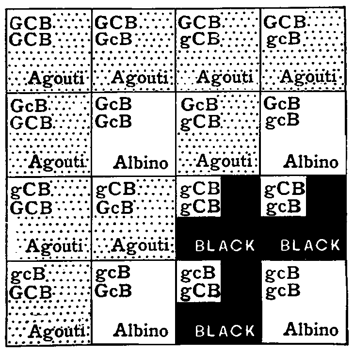 Fig. 8. Scheme of inheritance for agouti and black mice.