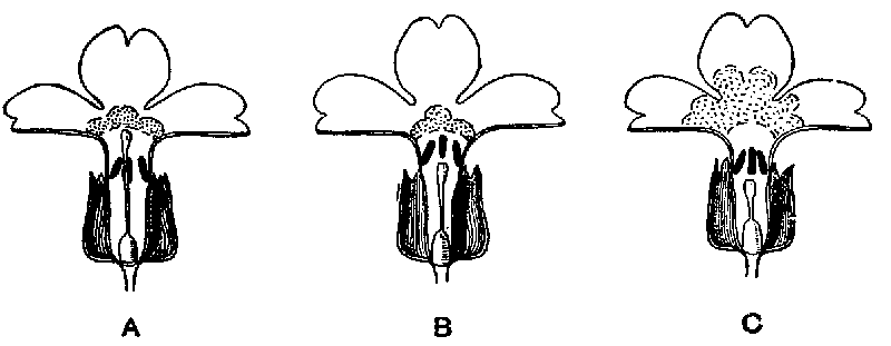 Fig. 9. Sections of primula flowers.