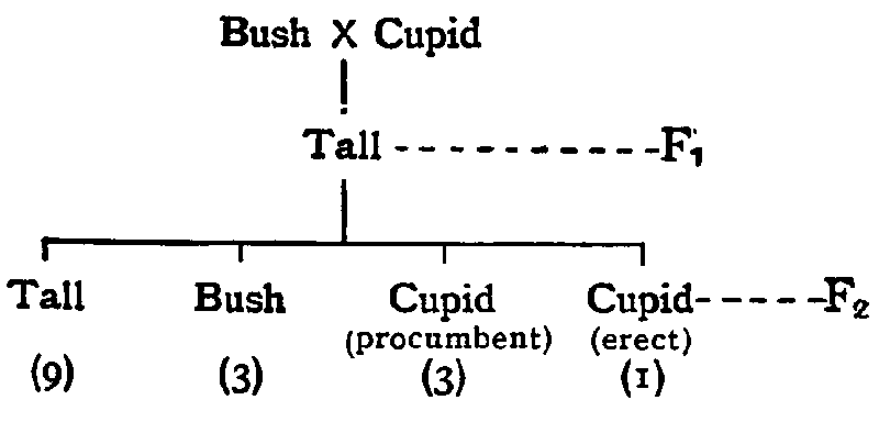 Generations of Bush and Cupid sweet peas.