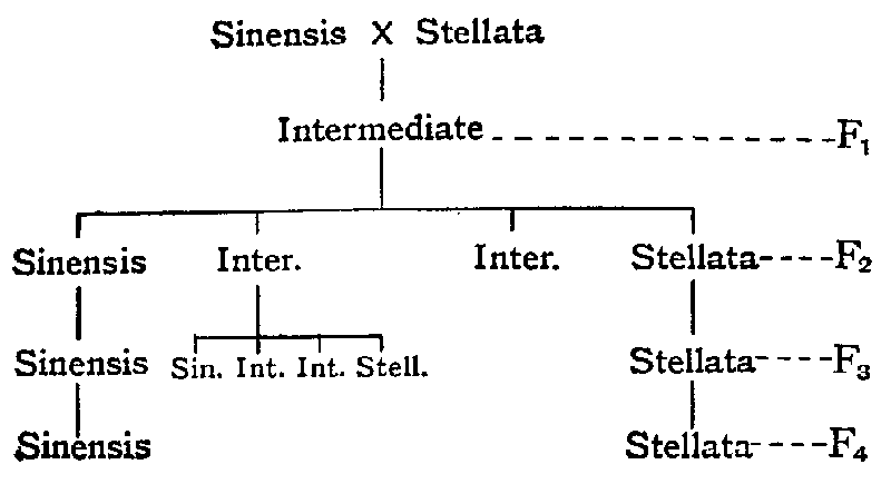 Generations of Primula Sinensis × Stellata.