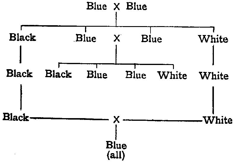 Generations of Blue Andalusian fowl.