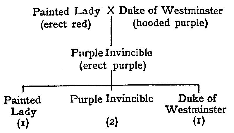 Generations of Painted Lady × Duke of Westminster cross.