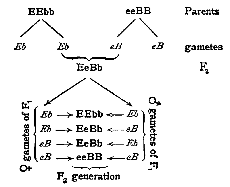 Factors in Painted Lady × Duke of Westminster cross.