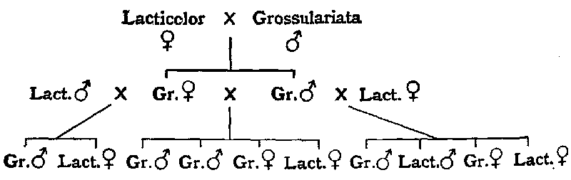 Results of crosses in Abraxas grossulariata.