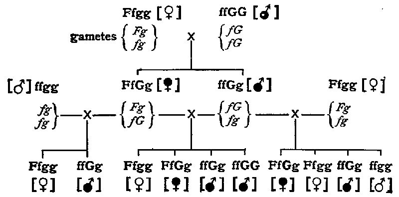 Fig. 18. Scheme of inheritance for Abraxas grossulariata.